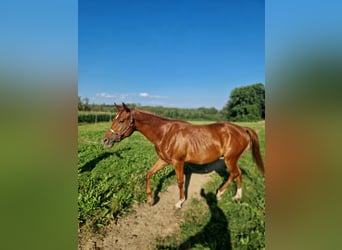 American Quarter Horse, Stallion, 2 years, Chestnut-Red