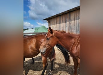 American Quarter Horse, Stallion, 2 years, Chestnut-Red