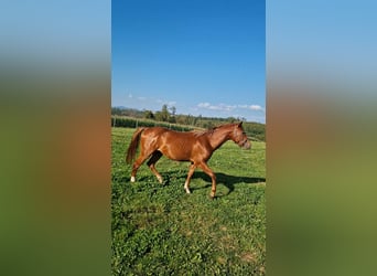 American Quarter Horse, Stallion, 2 years, Chestnut-Red