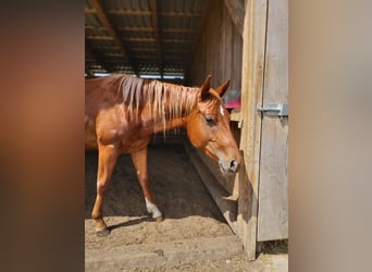 American Quarter Horse, Stallion, 2 years, Chestnut-Red