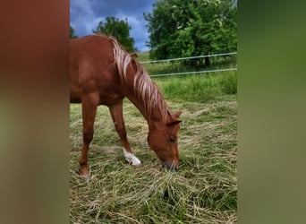 American Quarter Horse, Stallion, 2 years, Chestnut-Red
