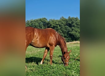 American Quarter Horse, Stallion, 2 years, Chestnut-Red