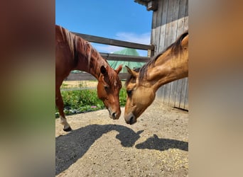 American Quarter Horse, Stallion, 2 years, Chestnut-Red