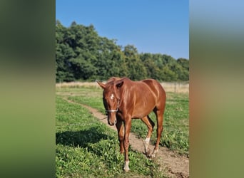 American Quarter Horse, Stallion, 2 years, Chestnut-Red