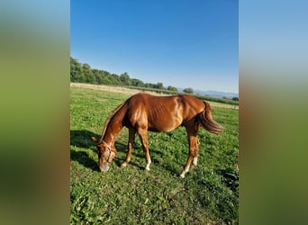 American Quarter Horse, Stallion, 2 years, Chestnut-Red