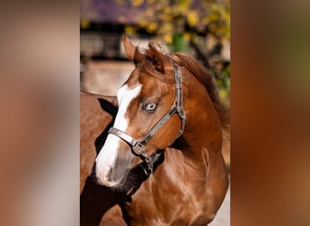 American Quarter Horse, Stallion, 2 years, Chestnut