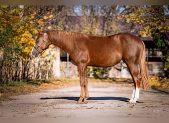 American Quarter Horse, Stallion, 2 years, Chestnut
