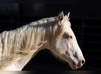 American Quarter Horse, Stallion, 2 years, Cremello