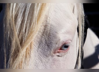 American Quarter Horse, Stallion, 2 years, Cremello