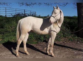 American Quarter Horse, Stallion, 2 years, Cremello
