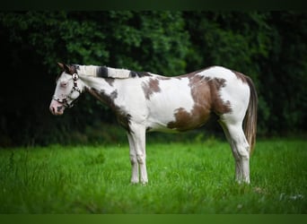 American Quarter Horse, Stallion, 2 years, Overo-all-colors