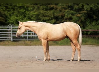 American Quarter Horse, Stallion, 2 years, Palomino