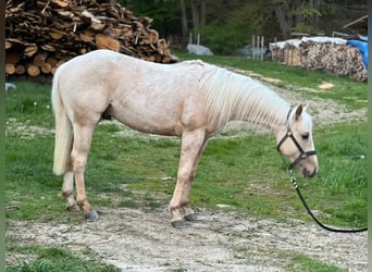 American Quarter Horse, Stallion, 2 years, Palomino