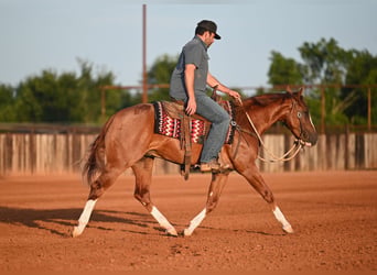 American Quarter Horse, Stallion, 2 years, Sorrel