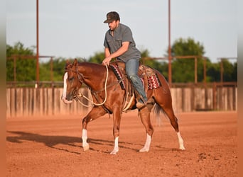 American Quarter Horse, Stallion, 2 years, Sorrel