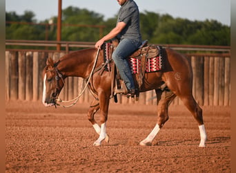American Quarter Horse, Stallion, 2 years, Sorrel