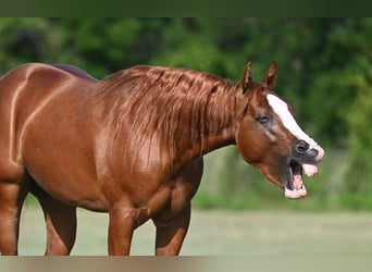 American Quarter Horse, Stallion, 2 years, Sorrel
