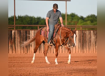 American Quarter Horse, Stallion, 2 years, Sorrel