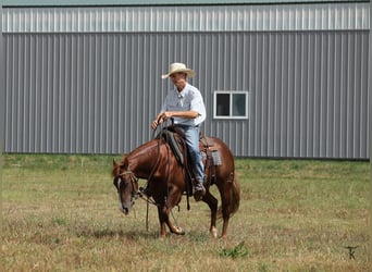 American Quarter Horse, Stallion, 2 years, Sorrel