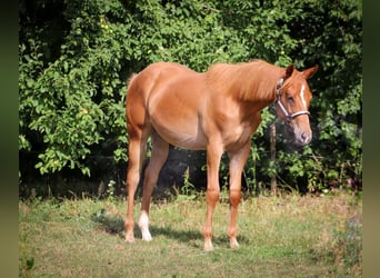 American Quarter Horse, Stallion, 2 years