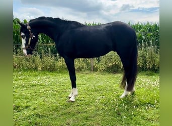 American Quarter Horse, Stallion, 3 years, 13,2 hh, Black