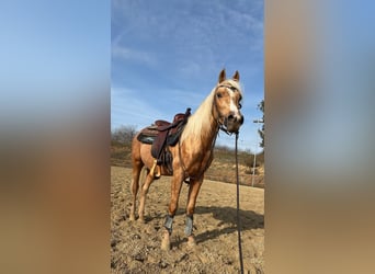 American Quarter Horse, Stallion, 3 years, 13,3 hh, Palomino