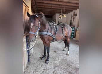 American Quarter Horse Mix, Stallion, 3 years, 14.1 hh, Brown