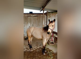American Quarter Horse, Stallion, 3 years, 14.1 hh, Buckskin