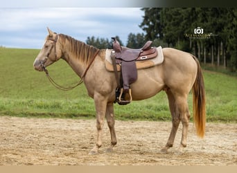 American Quarter Horse, Stallion, 3 years, 14.1 hh, Champagne