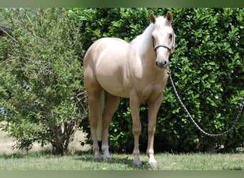 American Quarter Horse, Stallion, 3 years, 14.1 hh, Palomino
