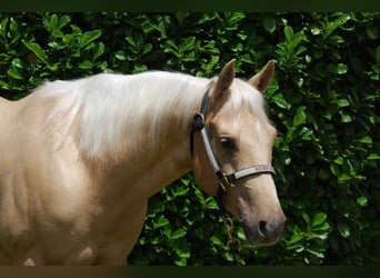 American Quarter Horse, Stallion, 3 years, 14.1 hh, Palomino