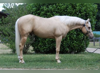 American Quarter Horse, Stallion, 3 years, 14.1 hh, Palomino