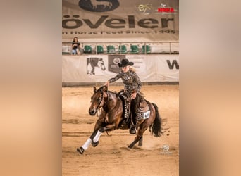 American Quarter Horse, Stallion, 3 years, 14,2 hh, Brown