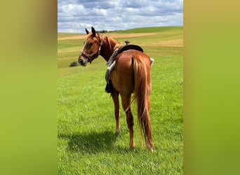 American Quarter Horse Mix, Stallion, 3 years, 14.2 hh, Chestnut-Red