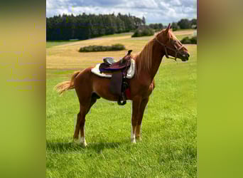 American Quarter Horse Mix, Stallion, 3 years, 14.2 hh, Chestnut-Red