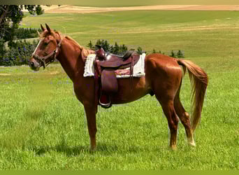 American Quarter Horse Mix, Stallion, 3 years, 14.2 hh, Chestnut-Red