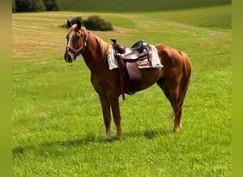 American Quarter Horse Mix, Stallion, 3 years, 14.2 hh, Chestnut-Red