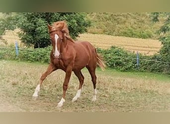 American Quarter Horse, Stallion, 3 years, 14.2 hh, Chestnut-Red