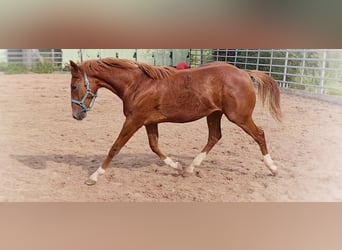 American Quarter Horse, Stallion, 3 years, 14.2 hh, Chestnut-Red
