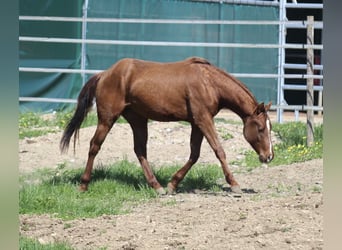 American Quarter Horse, Stallion, 3 years, 14.3 hh, Chestnut