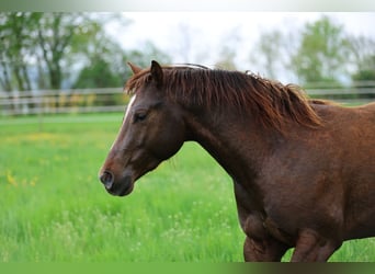 American Quarter Horse, Stallion, 3 years, 14.3 hh, Chestnut