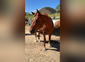 American Quarter Horse, Stallion, 3 years, 14.3 hh, Chestnut-Red