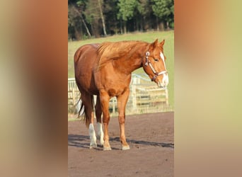 American Quarter Horse, Stallion, 3 years, 14.3 hh, Chestnut-Red