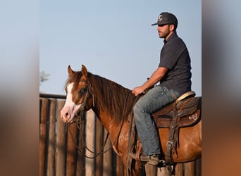 American Quarter Horse, Hengst, 3 Jahre, 14 hh, Falbe