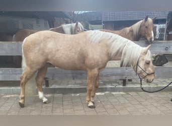 American Quarter Horse, Stallion, 3 years, 14 hh, Palomino