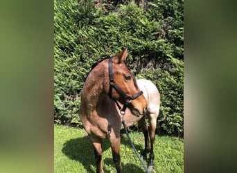 American Quarter Horse Mix, Stallion, 3 years, 14 hh, Roan-Bay