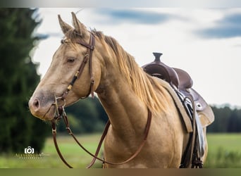 American Quarter Horse, Stallion, 3 years, 14,1 hh, Champagne