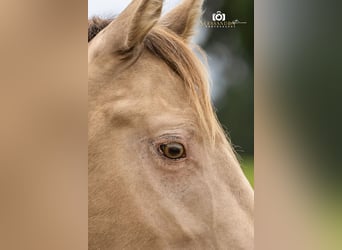 American Quarter Horse, Stallion, 3 years, 14,1 hh, Champagne