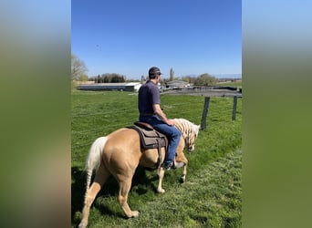 American Quarter Horse, Stallion, 3 years, 14,2 hh, Palomino