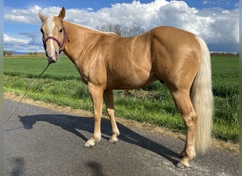 American Quarter Horse, Stallion, 3 years, 14,2 hh, Palomino